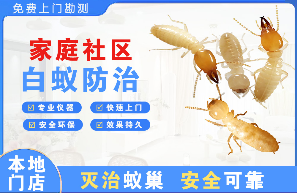 衡阳家庭社区白蚁防治